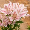 Inkalilie ‘Duchesse d’Anjou Béatrice’ - Rosa Blüten den ganzen Sommer