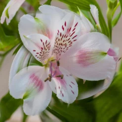 Inkalilie ‘Duchesse d’Anjou Béatrice’ - Rosa Blüten den ganzen Sommer