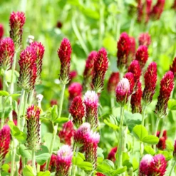 Inkarnat-Klee Bio - Bienenweide voller Farbe