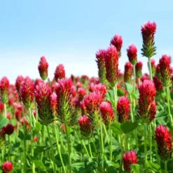 Inkarnat-Klee Bio - Bienenweide voller Farbe