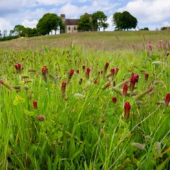 Inkarnat-Klee Bio - Bienenweide voller Farbe