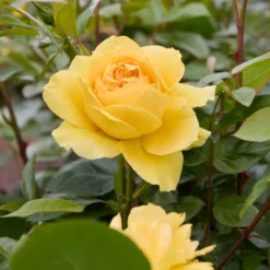 Inselrose Bahama ® Intercomham - Sonnengelb den ganzen Sommer