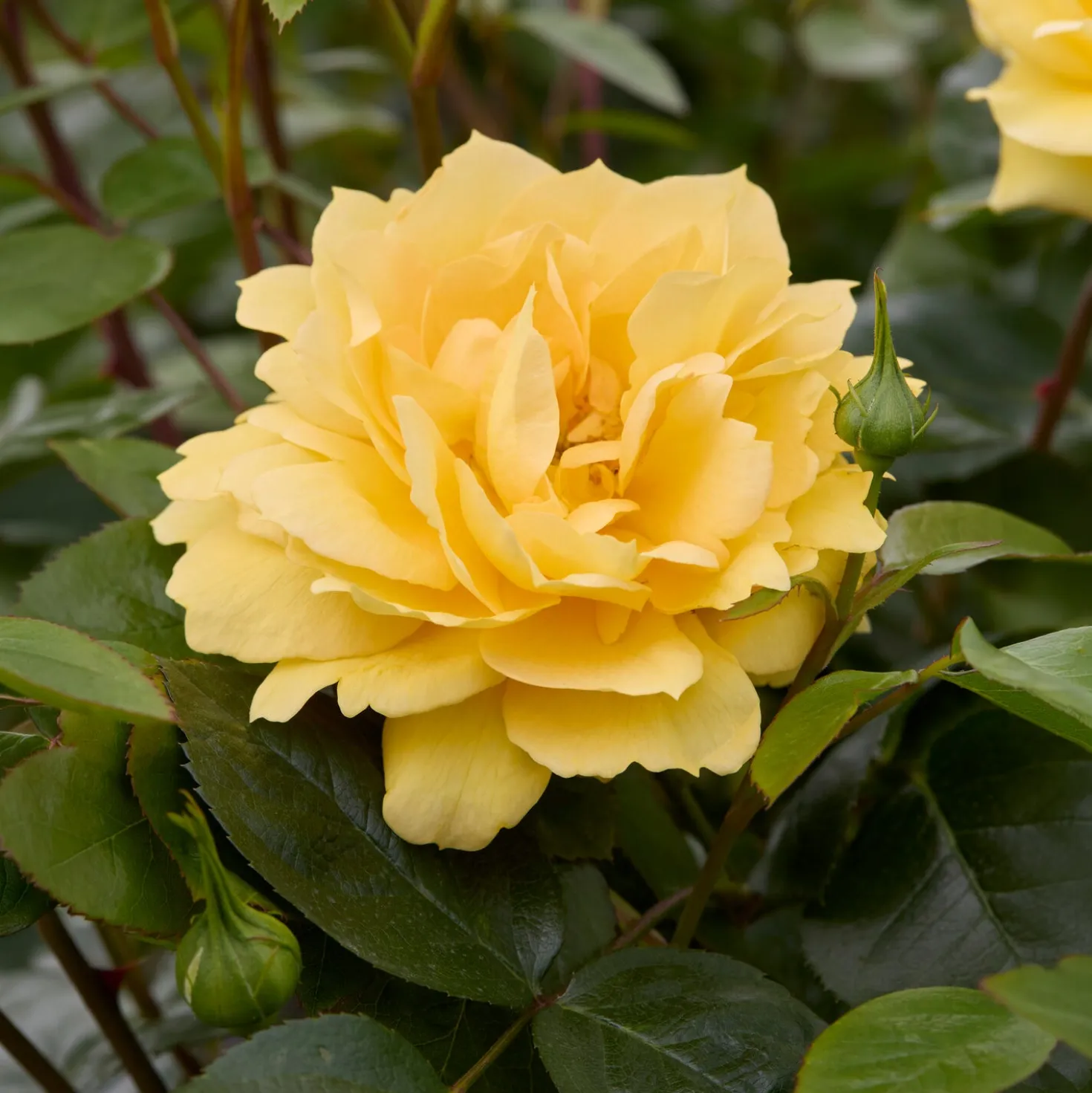 Inselrose Bahama ® Intercomham - Sonnengelb den ganzen Sommer
