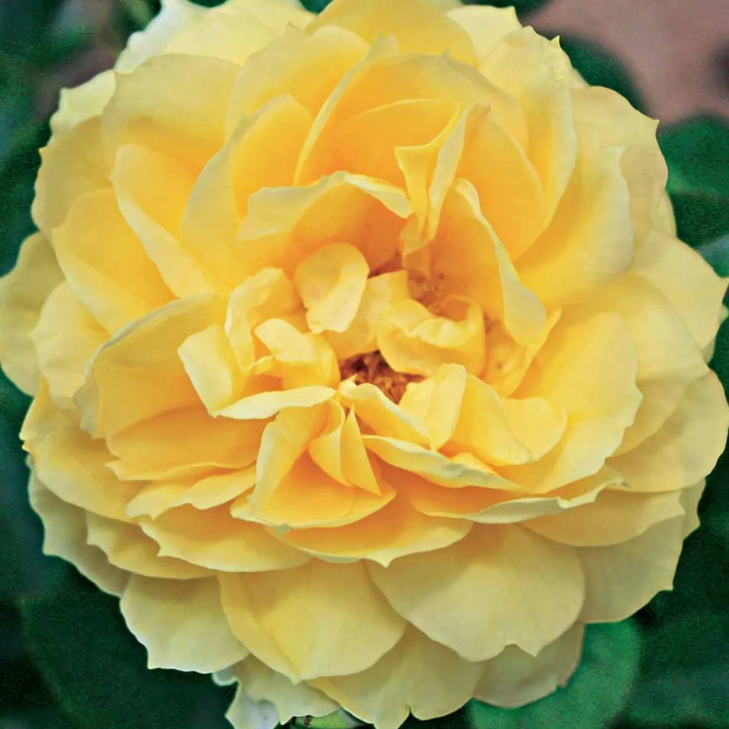Inselrose Bahama ® Intercomham - Sonnengelb den ganzen Sommer