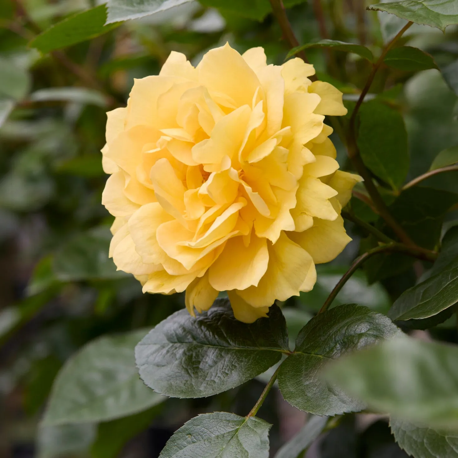Inselrose Bahama ® Intercomham - Sonnengelb den ganzen Sommer
