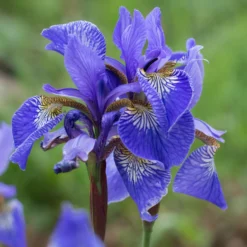 Iris pseudacorus Blau - Blaue Blüten am Teichrand