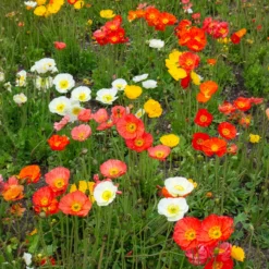 Islandmohn ‘Artist’s Glory’ Mischung - Zarte Farben ohne Aufwand