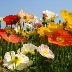 Islandmohn ‘Artist’s Glory’ Mischung - Zarte Farben ohne Aufwand