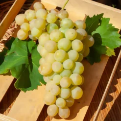 Italienische Weinrebe - Süße Trauben aus dem Garten