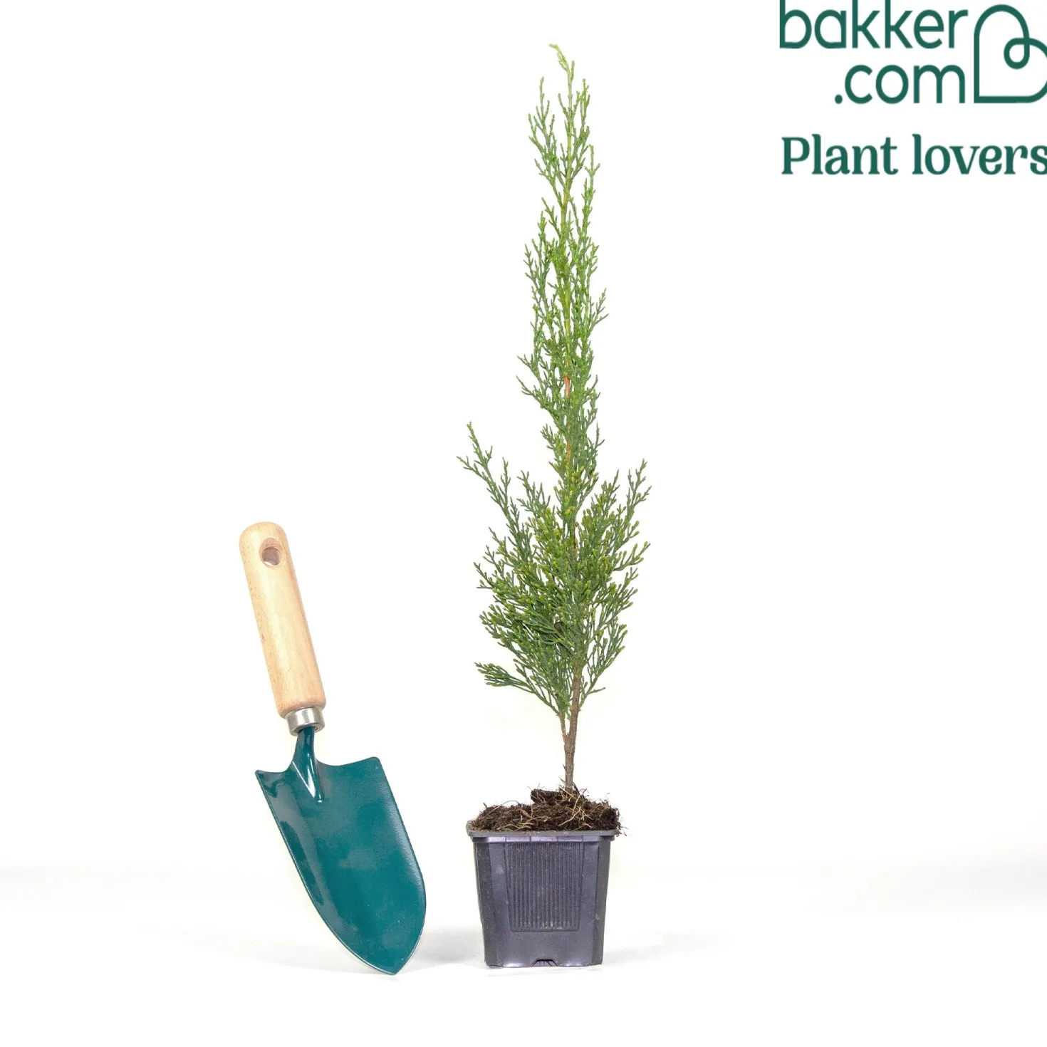 Italienische Zypresse Stricta - Mediterranes Flair sofort