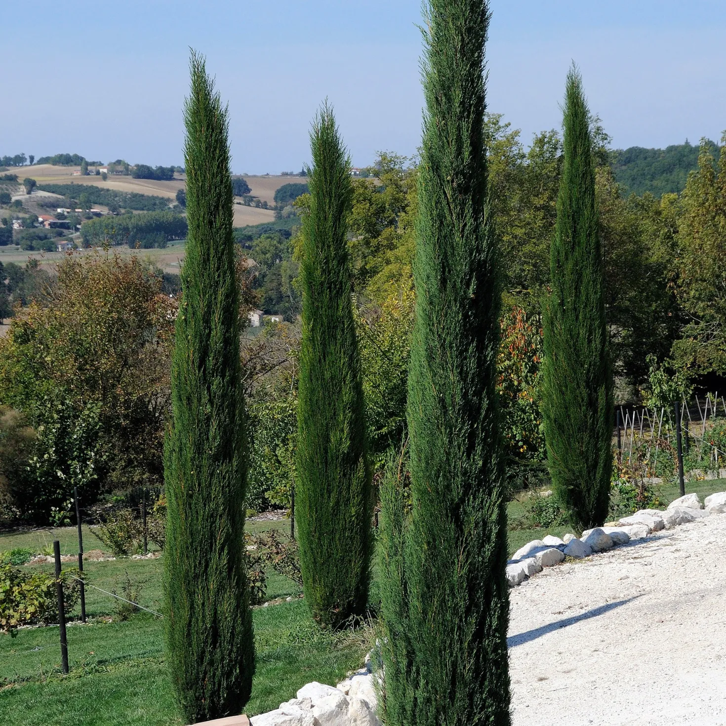 Italienische Zypresse Stricta - Mediterranes Flair sofort