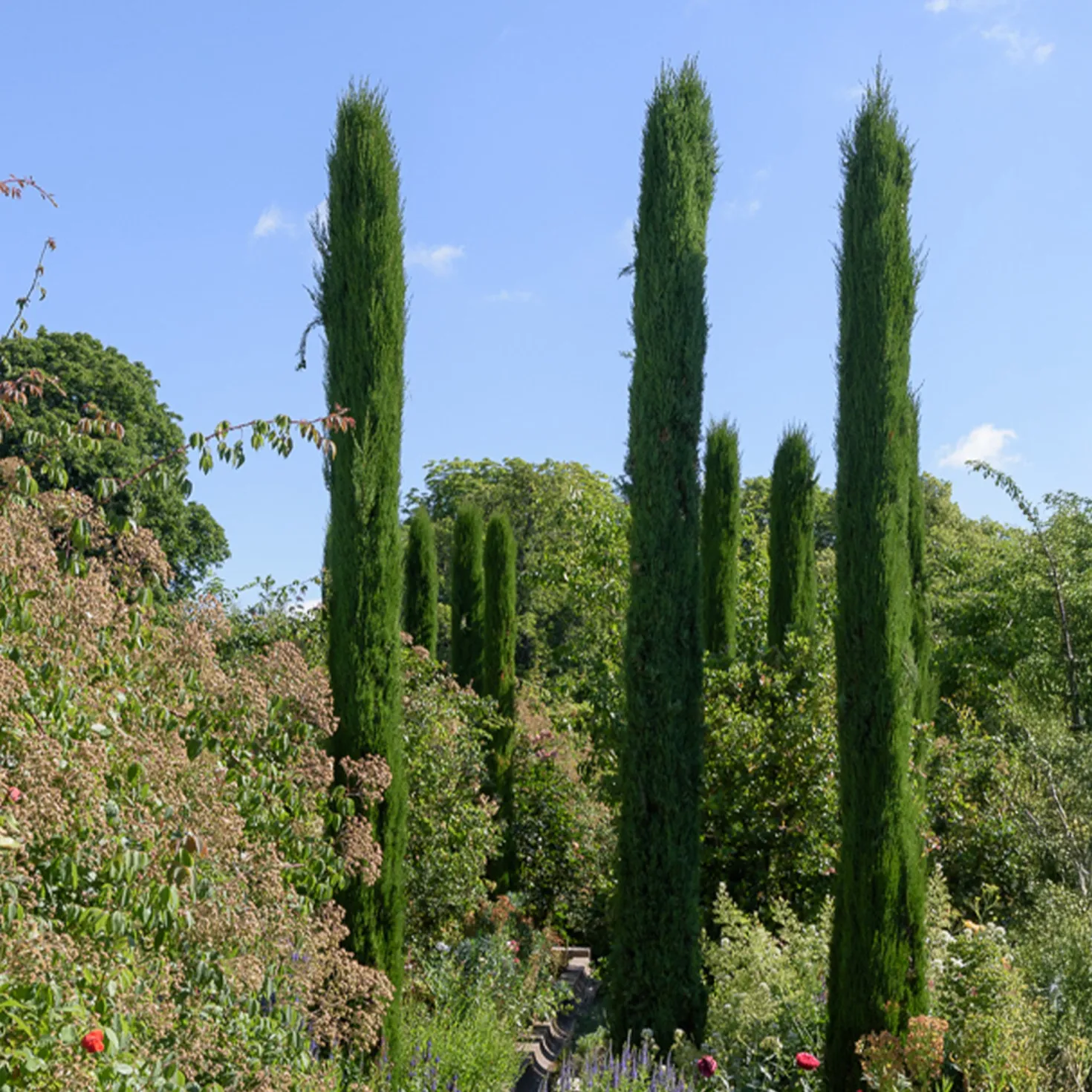 Italienische Zypresse Stricta - Mediterranes Flair sofort