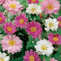 Japan-Anemonen gefüllt (x2) - Späte Blüte, volle Wirkung