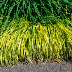 Japangras Aureola - Gold für den Schatten