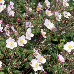 Japanische Anemone Robustissima - Späte Blüte, robust und schön