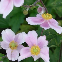 Japanische Anemone Robustissima - Späte Blüte, robust und schön