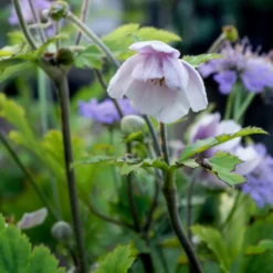Japanische Anemone Ruffled Swan - Späte Blüte für lange Freude