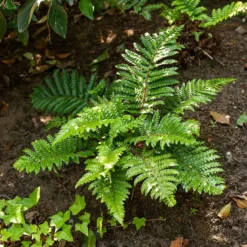 Japanische Aspidie Bärentatzen - Grün im Schatten das ganze Jahr