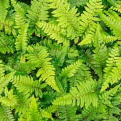 Japanische Aspidie Bärentatzen - Grün im Schatten das ganze Jahr