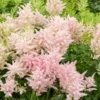 Japanische Astilbe Europa - Zartes Rosa im Schatten
