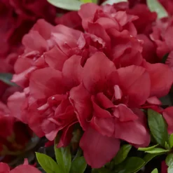 Japanische Azalee ‘Encore Autumn Fire’® - Zweimal blühen pro Jahr