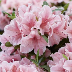 Japanische Azalee ‘Encore Sunburst’® - Blüht zweimal im Jahr