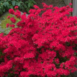Japanische Azalee Hino Crimson - Feuerrote Blütenpracht