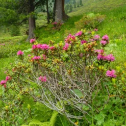 Japanische Azalee Lilac Surprise - Lila Blütenpracht im Frühling