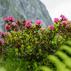 Japanische Azalee Lilac Surprise - Lila Blütenpracht im Frühling