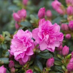 Japanische Azalee Lilac Surprise - Lila Blütenpracht im Frühling