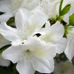 Japanische Azalee Palestrina - Reinweiße Blütenpracht