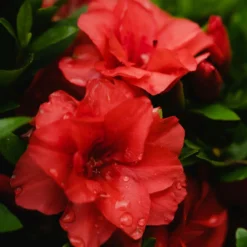 Japanische Azalee rot - Rotes Blütenmeer im Halbschatten