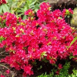 Japanische Azalee rot - Rotes Blütenmeer im Halbschatten