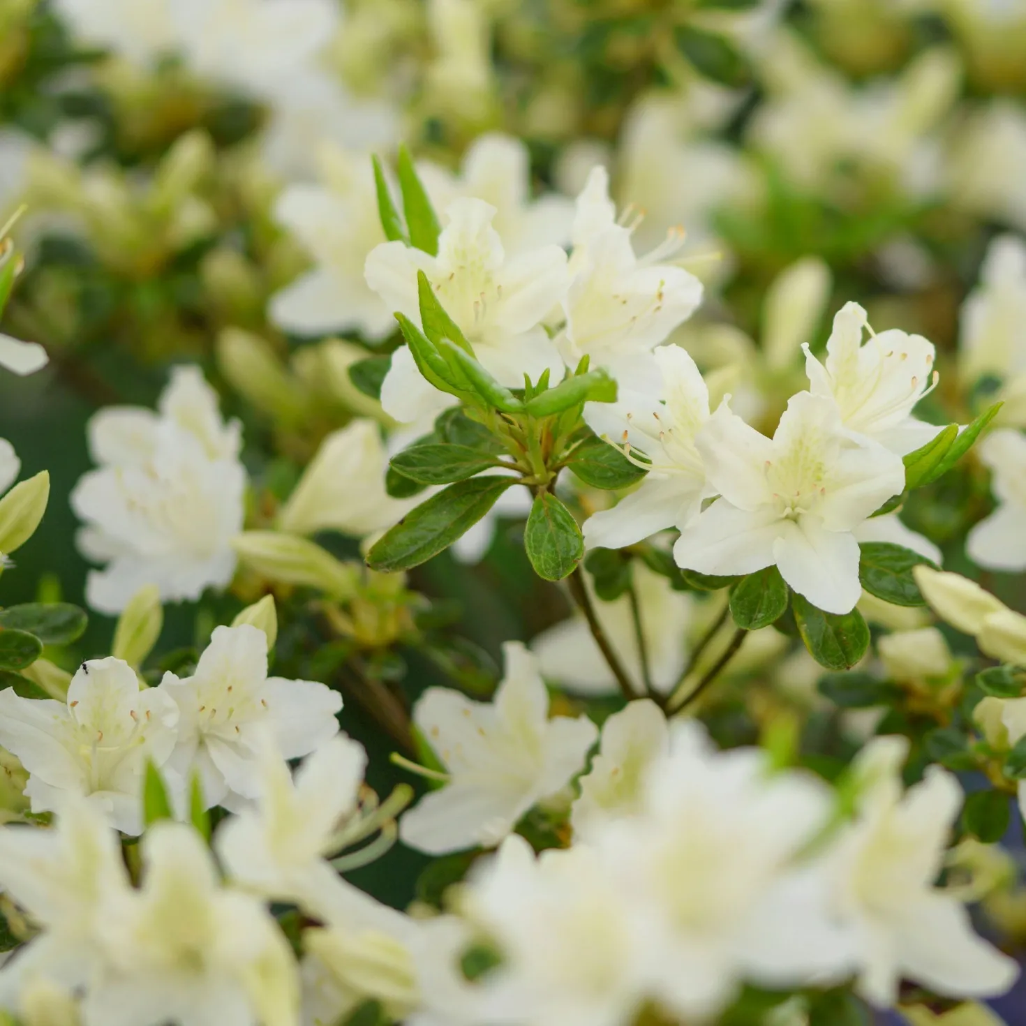 Japanische Azalee White Surprise - Reinweiße Blütenpracht