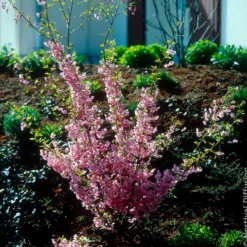 Japanische Blütenkirsche Fukubana - Rosa Blütenwolke im Frühling