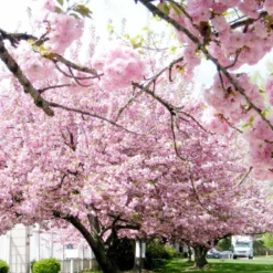 Japanische Blütenkirsche Kanzan - Rosa Blütenwolke im Garten