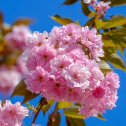 Japanische Blütenkirsche Kanzan - Rosa Blütenwolke im Garten