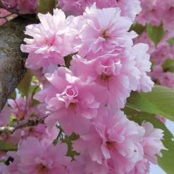Japanische Blütenkirsche Kanzan - Rosa Blütenwolke im Garten