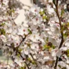 Japanische Blütenkirsche - Rosa Blütenwolke im Frühling