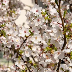 Japanische Blütenkirsche - Rosa Blütenwolke im Frühling