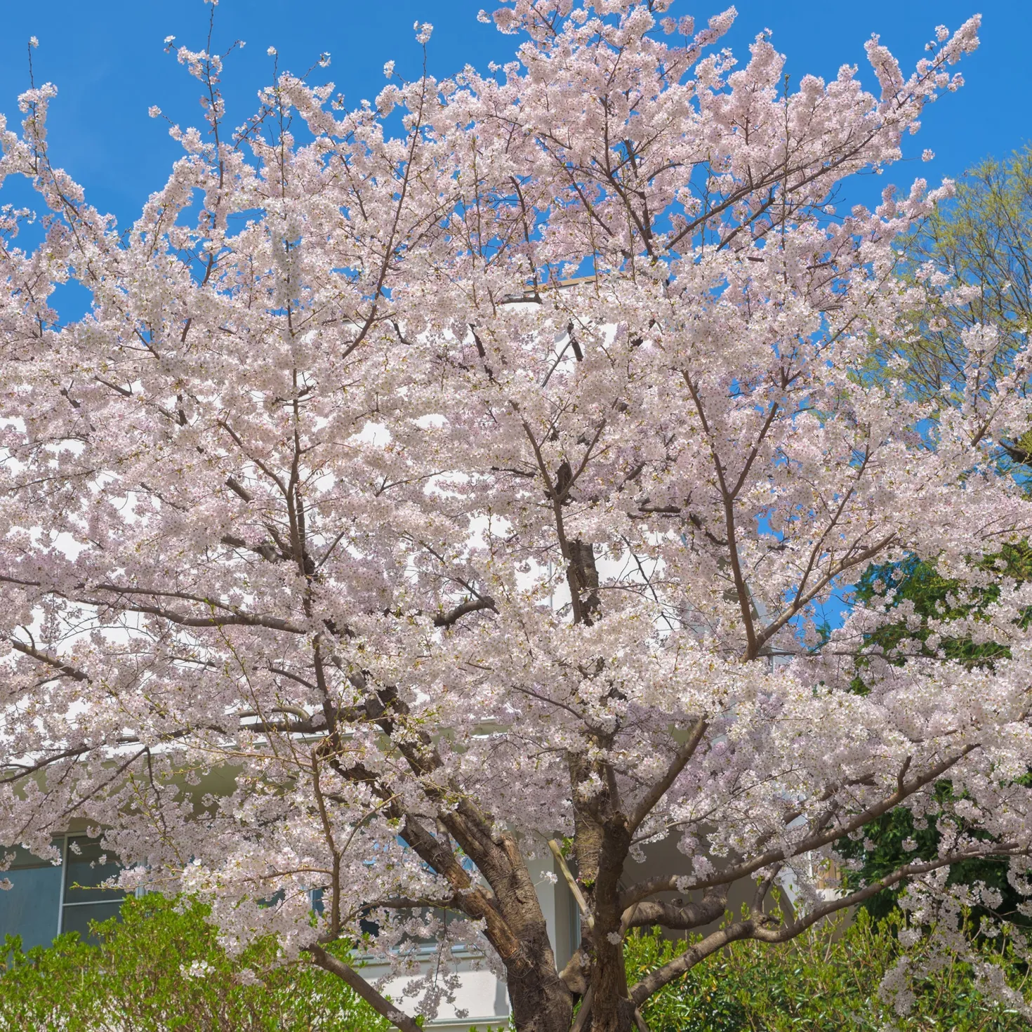 Japanische Blütenkirsche - Rosa Blütenwolke im Frühling