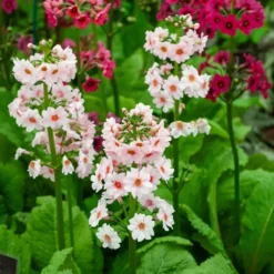 Japanische Etagenprimel Apple Blossom - Blüten in Etagen