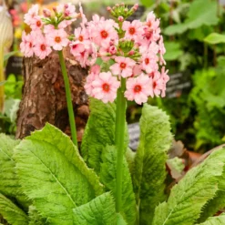Japanische Etagenprimel Apple Blossom - Blüten in Etagen