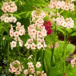 Japanische Etagenprimel Apple Blossom - Blüten in Etagen