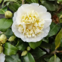 Japanische Kamelie ‘Brushfields Yellow’ - Winterblüher fürs Beet