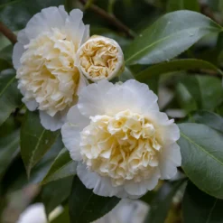Japanische Kamelie ‘Brushfields Yellow’ - Winterblüher fürs Beet