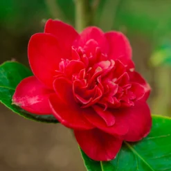 Japanische Kamelie ‘Lady Campbell’ - Rote Blüten im Winter