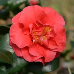 Japanische Kamelie ‘Lady Campbell’ - Rote Blüten im Winter