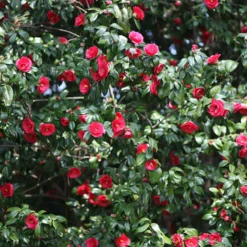 Japanische Kamelie ‘Lady Campbell’ - Rote Blüten im Winter