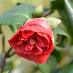 Japanische Kamelie ‘Lady Campbell’ - Rote Blüten im Winter